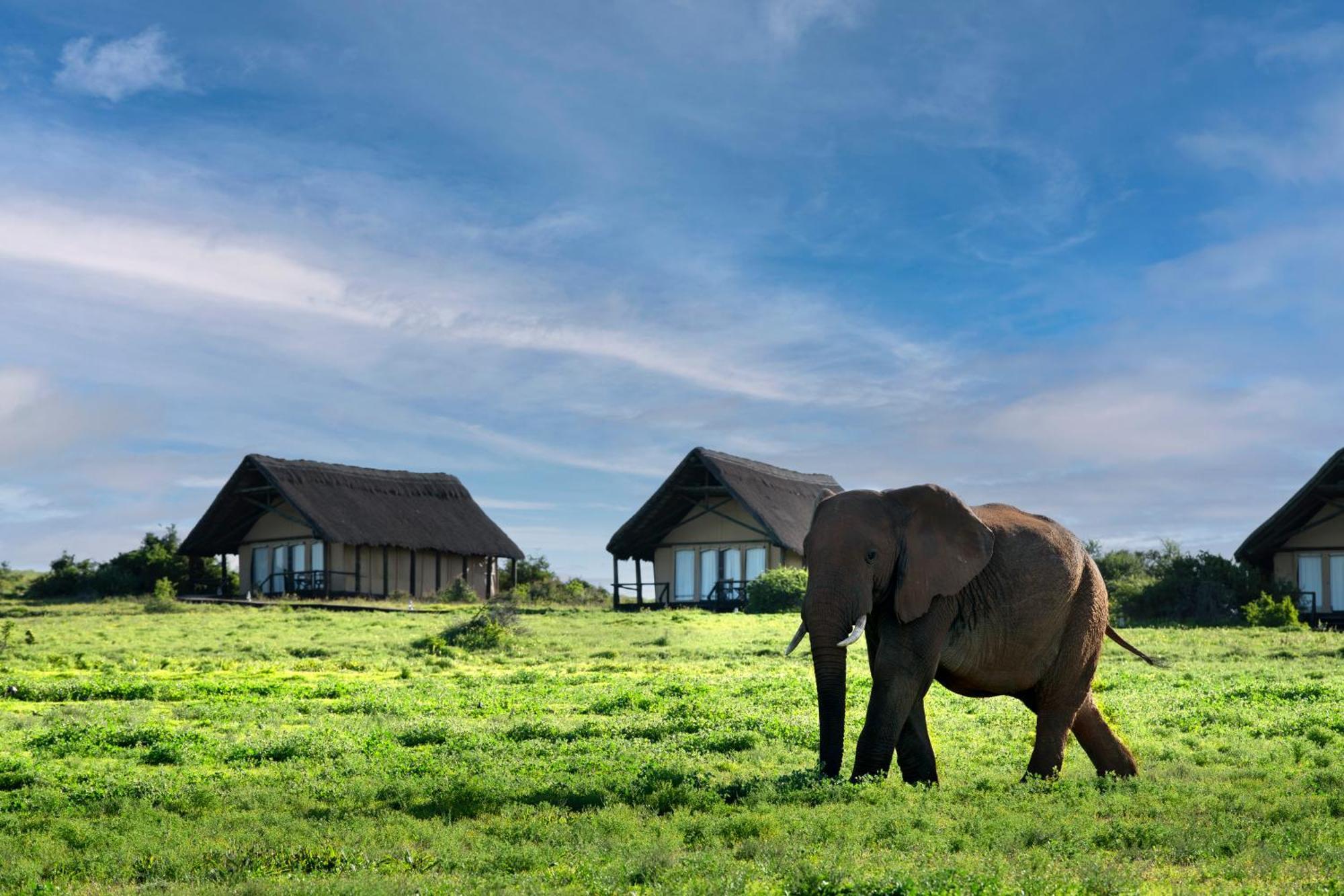 Gorah Elephant Camp Addo Luaran gambar