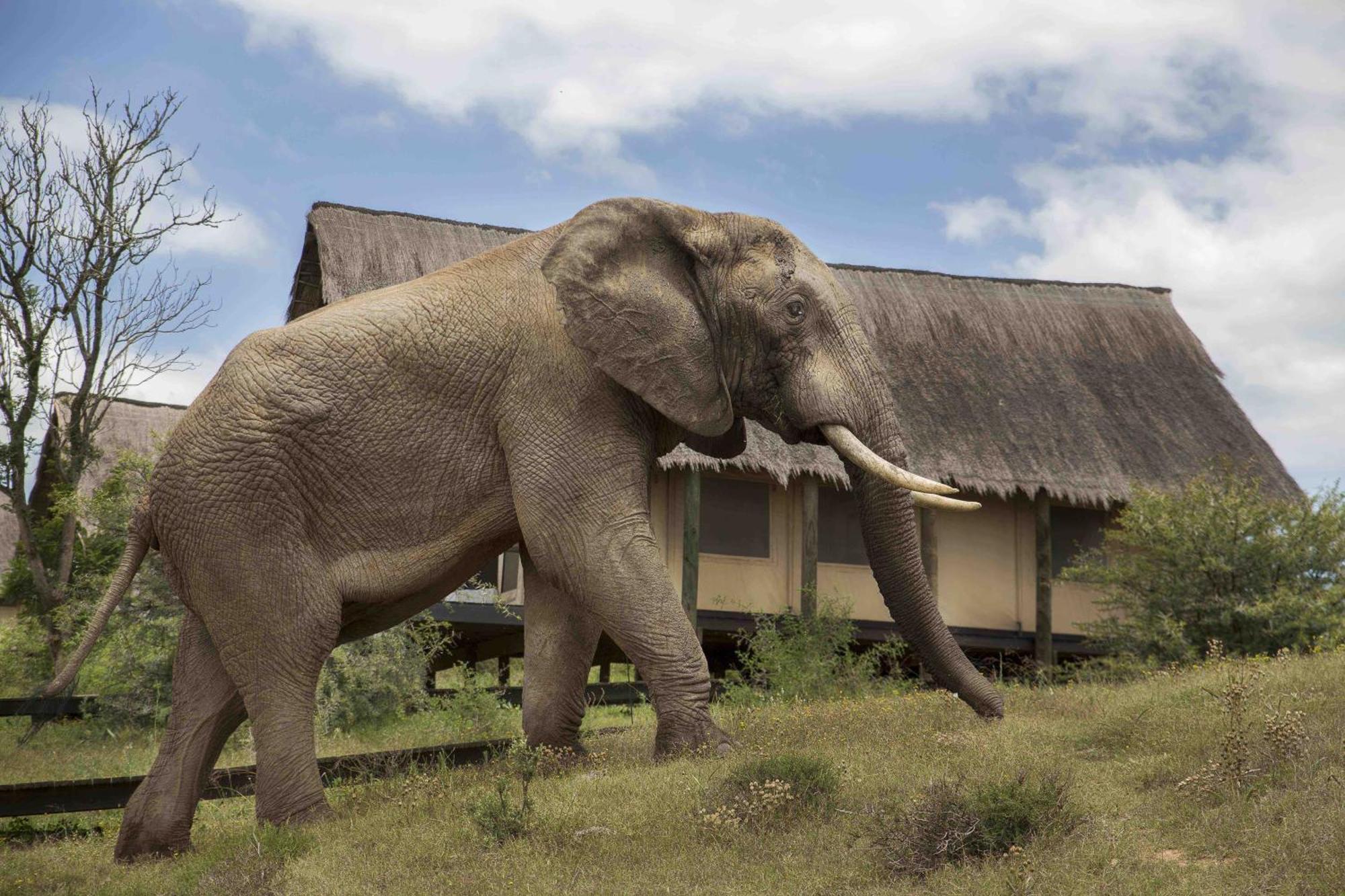 Gorah Elephant Camp Addo Luaran gambar