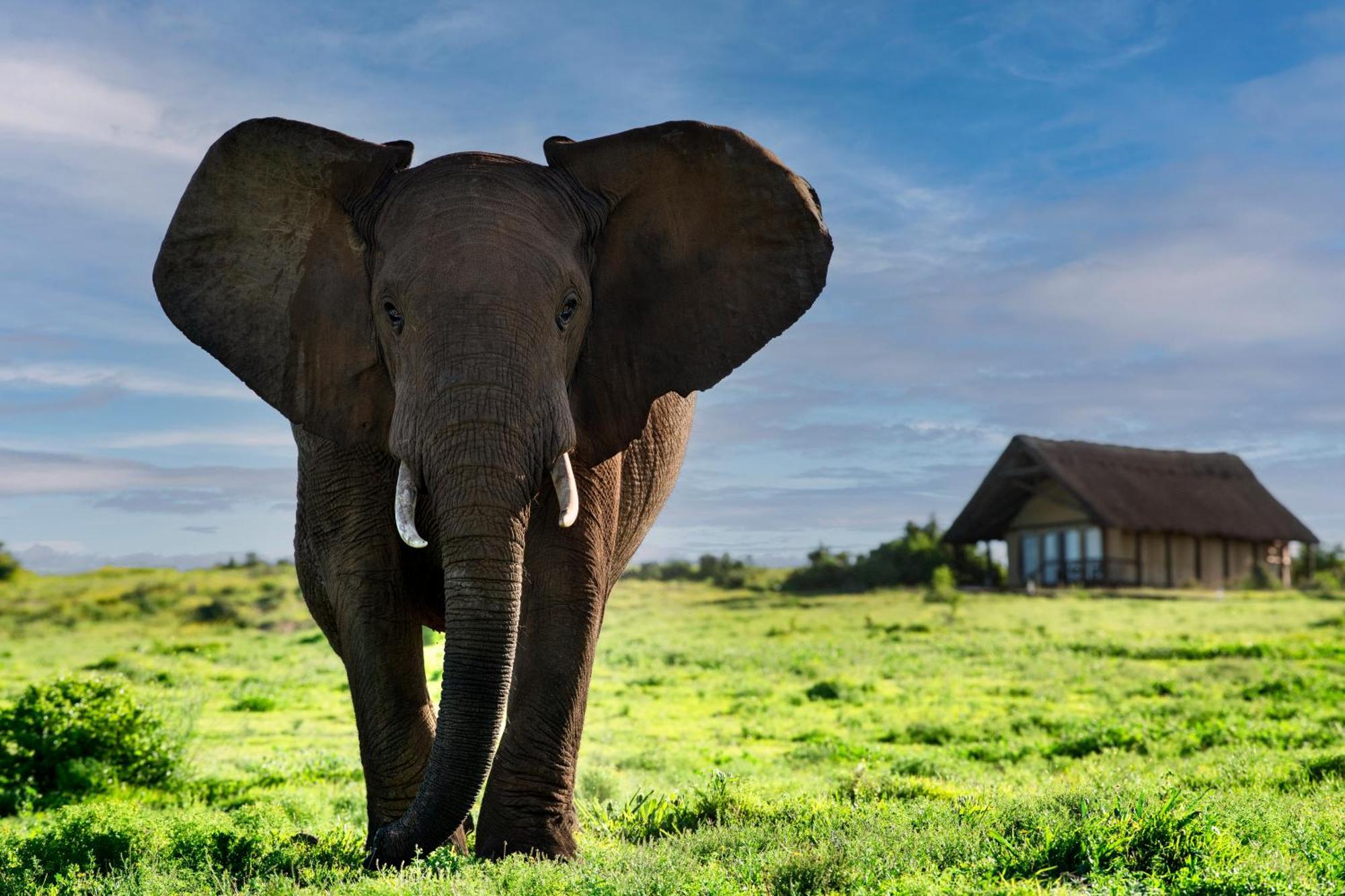 Gorah Elephant Camp Addo Luaran gambar