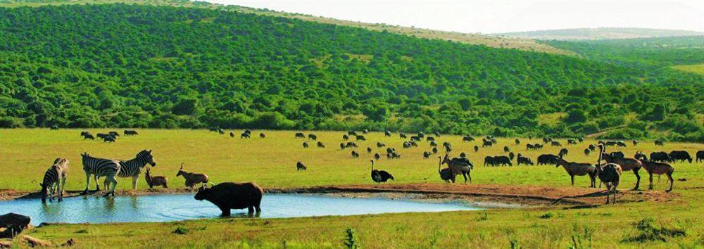 Gorah Elephant Camp Addo Luaran gambar