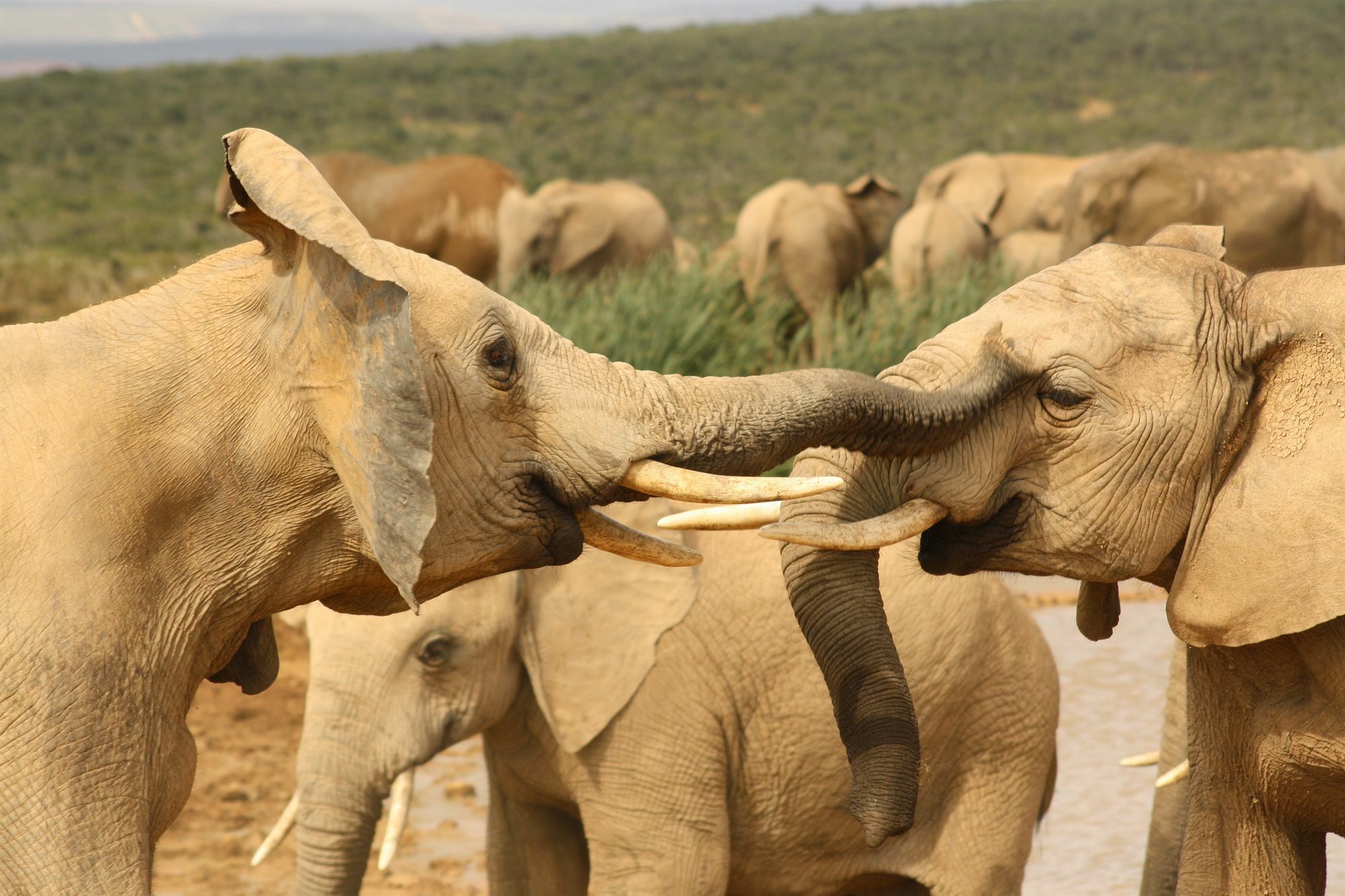 Gorah Elephant Camp Addo Luaran gambar