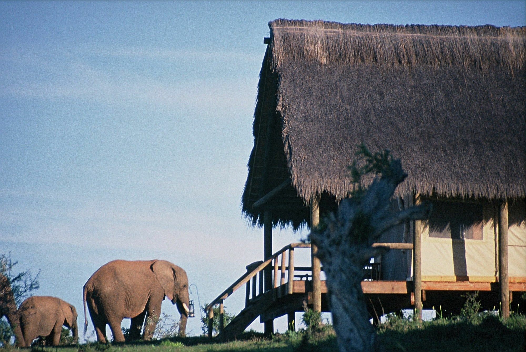 Gorah Elephant Camp Addo Luaran gambar