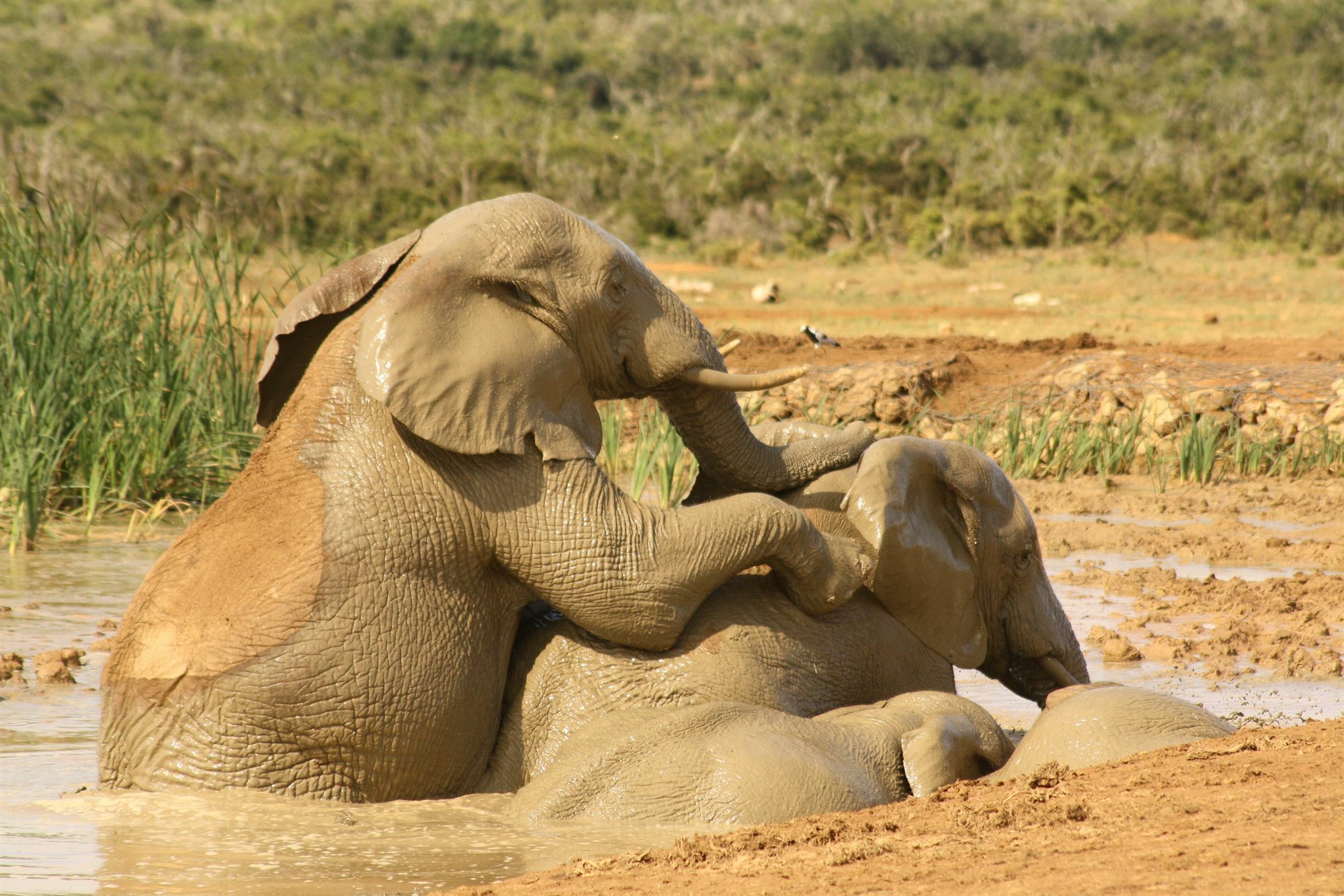 Gorah Elephant Camp Addo Luaran gambar